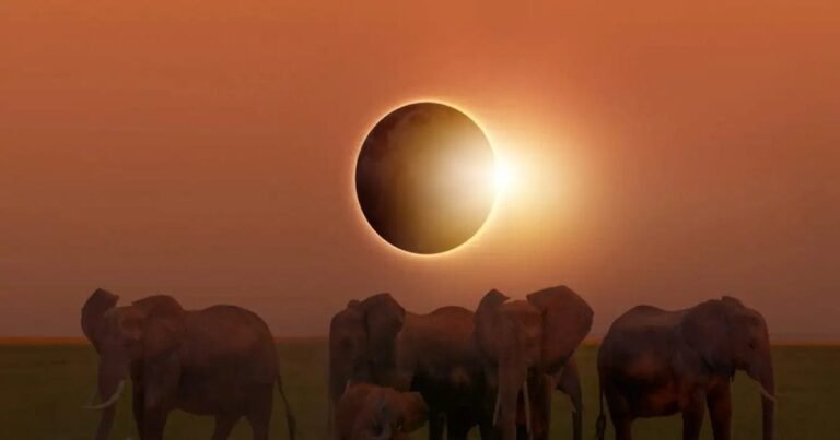 What do animals do during solar eclipse? There are so many rules for humans, the animal world has different rules!