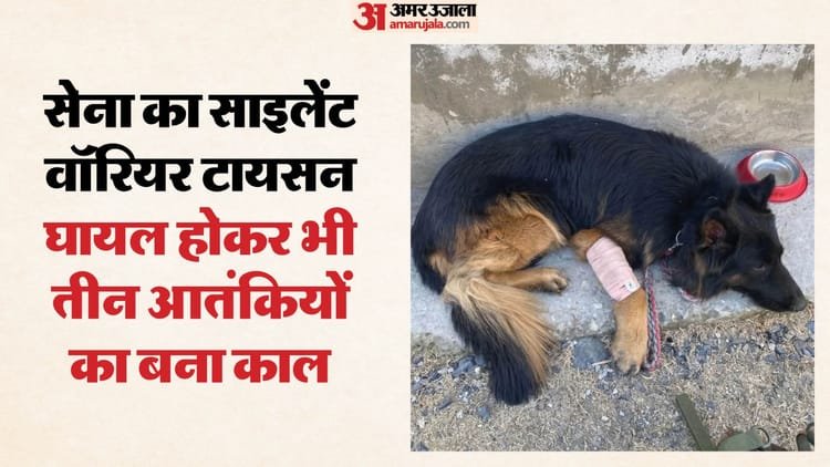 Dense forest, rocky paths and thunder of guns: Brave Tyson was at the forefront, read the enemy’s move and gave accurate information – Tyson Hero Of Operation Trashi Gave Army Terrorist Exact Location