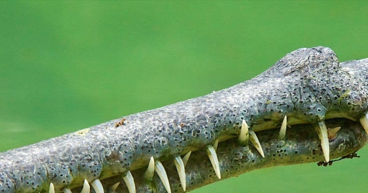 can-you-identify-the-animal-2026-02-cef36f6e9bea49609836af3b6d03f7f0-16x9.jpg