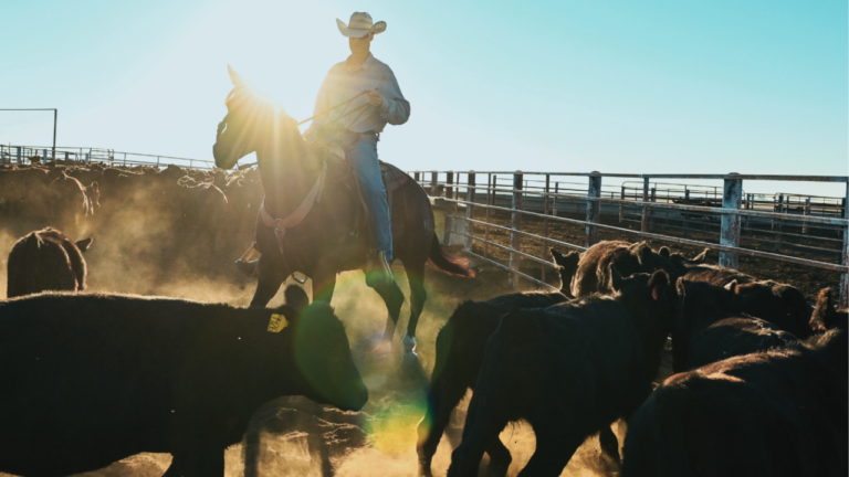 The quiet reason why Americans could face high beef prices for years