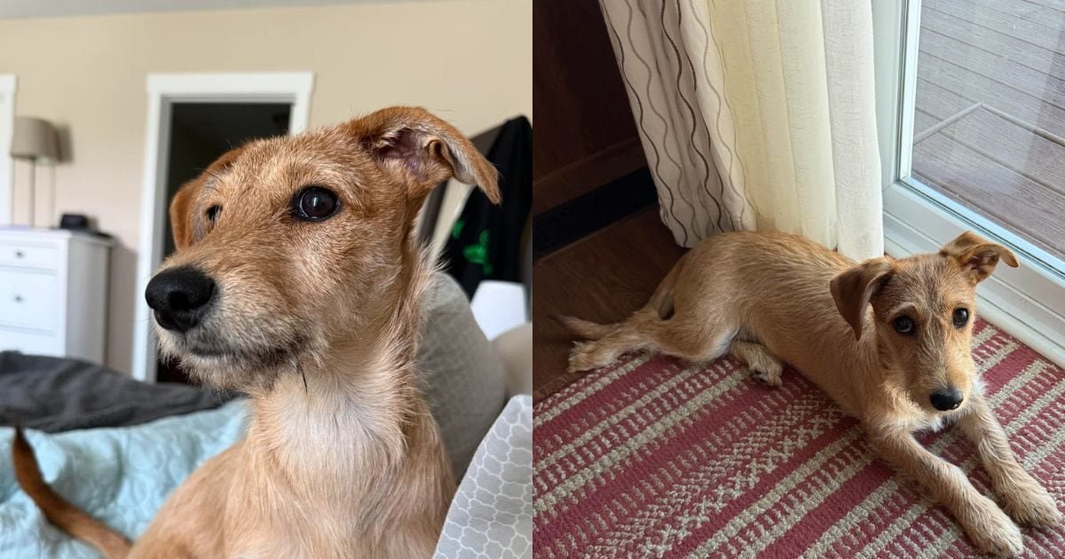 dog-dna-test-1-2026-02-6e8e94a8f67d9d72aa4b16794463b776-1200x630.jpg