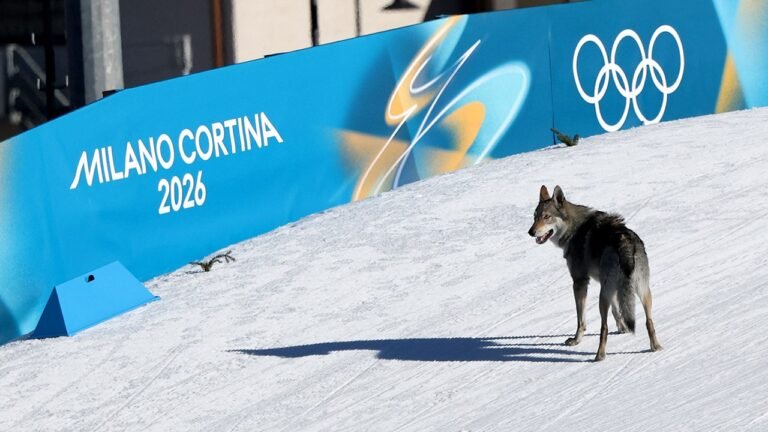 Owners speak out after viral dog runs onto Winter Olympics course