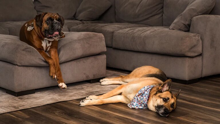 Ring uses AI and neighborhood cameras to reunite lost dogs