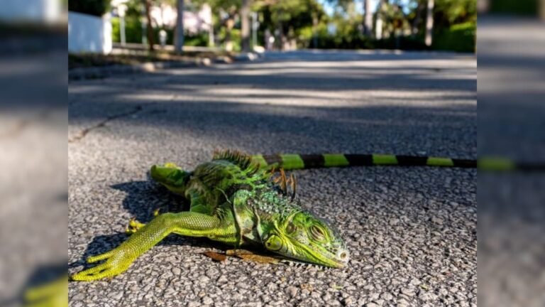 Florida frozen iguanas | Florida euthanizes frozen iguanas News | Harsh cold and green creatures started dripping from the trees, there were heaps on the roads, the area shuddered, then