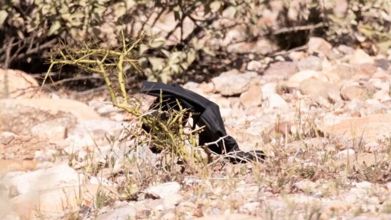 Nancy Guthrie gloves found near Tucson home tested for DNA evidence