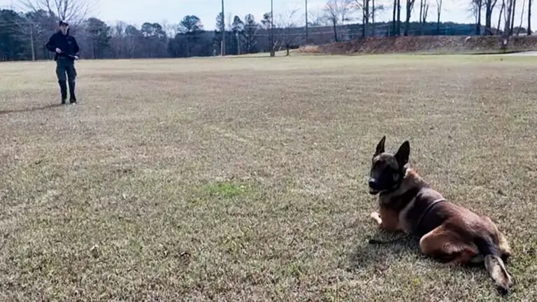 K9 struck by car still helps catch bank robbery suspect in Georgia