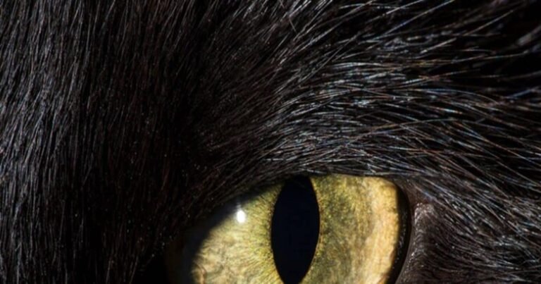 Jungle News: Which animal has this eye? Looks like people’s aunt, no one will be able to give the right answer!