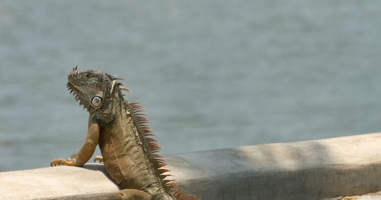 Lizards are falling from trees like dry leaves, people are picking them up, what is the whole matter?