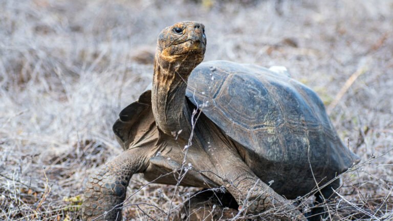 Giant tortoises return to Galapagos island after 150 years | Newsfeed