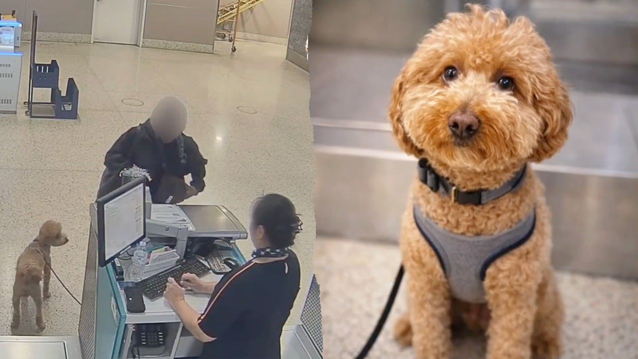 jet-blue-dog-left-at-las-vegas-airport.jpg