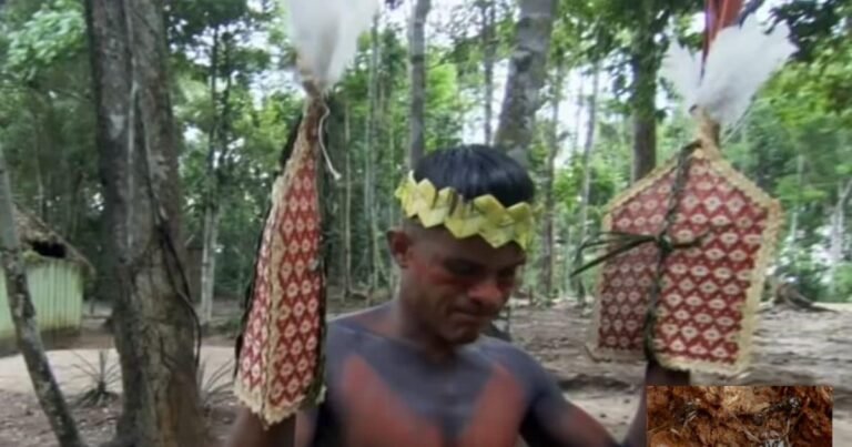 Tribes and Traditions: The sting of this ant is like a bullet, the body aches for 24 hours, this is a dreadful ritual to become a man! Amazon tribe satere mawe bullet ant initiation ritual teenage boys suffer most painful sting for manhood