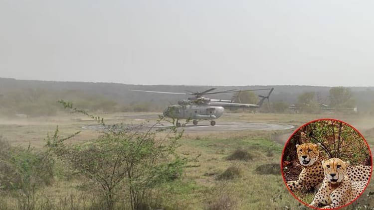 Mp News: New guests from Botswana reach Kuno safely, Union Minister will leave in special enclosure – Mp News 9 Cheetahs From Botswana Reach Kuno National Park India Cheetah Count Nears 50
