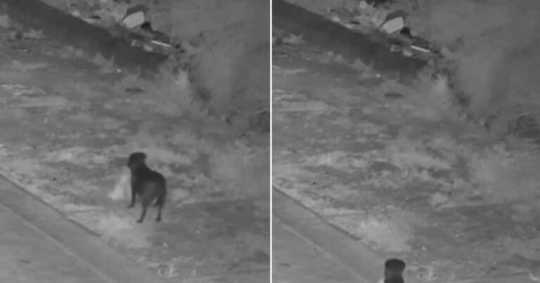 There was a fine for throwing garbage, so the person applied his brain, trained the dog, got the garbage thrown on the roadside!