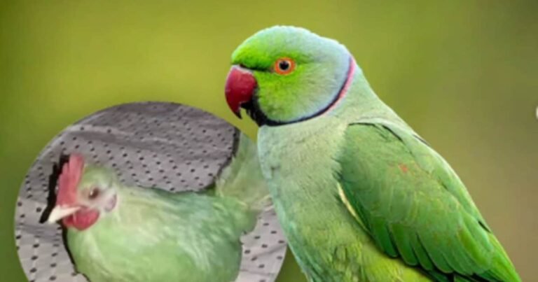 Pakistan is the father of fraud! Calling a hen a parrot, it was sold on Olx, exposed after 3 years