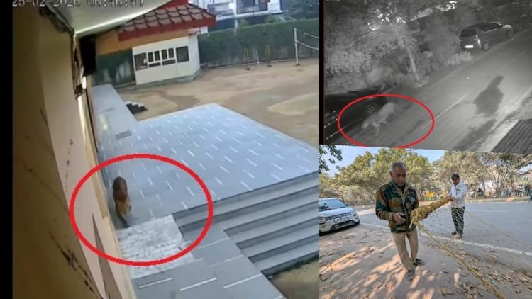 Leopard enters Ghaziabad school: Captured on CCTV, exam cancelled, forest department team is searching – Leopard Enters Ghaziabad School, Captured On CCTV