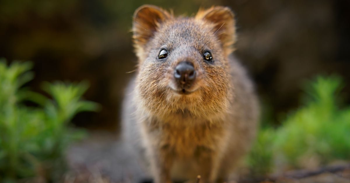 shutterstock_quokka.jpg