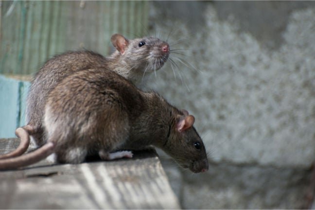 Steaelite RAT bundles data theft, ransomware • The Register