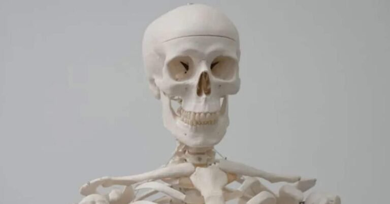 The only bone in the human body which does not touch another bone, do you know the answer?