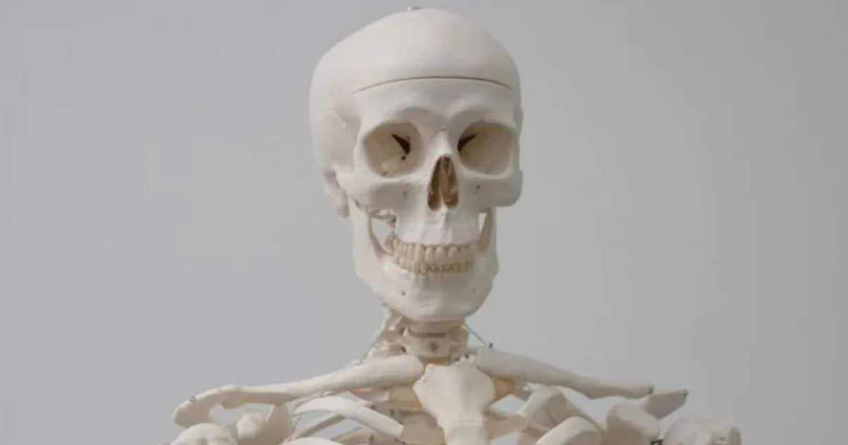 skeleton-2026-02-2fce89f8cdbfb9f92d406eb2b6d7d2c1-16x9.jpg