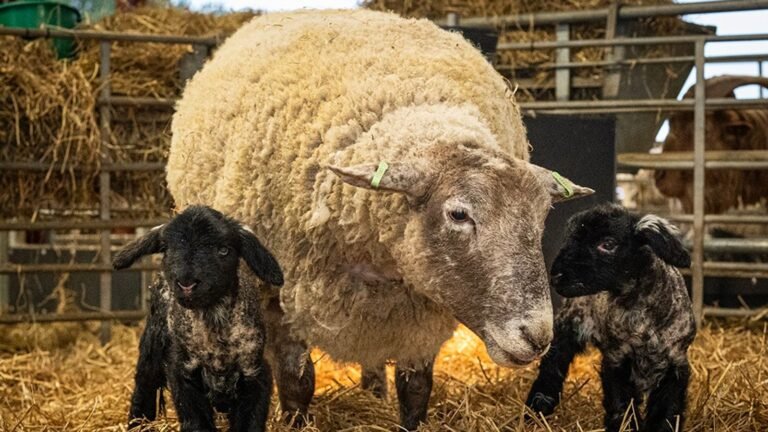 ‘Britain’s loneliest sheep’, Fiona, gives birth for first time | UK News