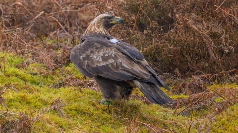 Police launch investigation after golden eagle found with shotgun injuries in Scottish Borders | UK News