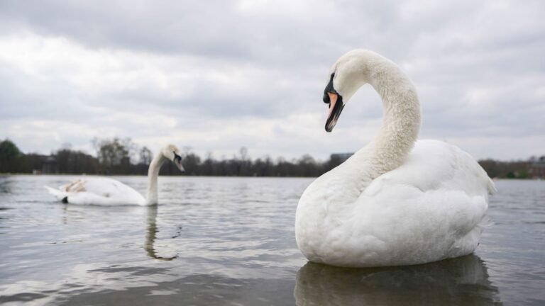 Thirty dead swans found amid ‘suspected avian flu outbreak’ | UK News