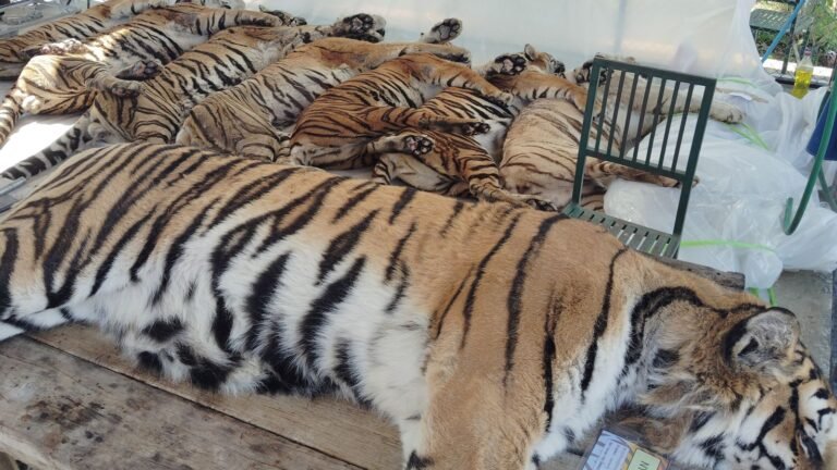 Call for investigation into virus that killed 72 tigers in Thailand | World News
