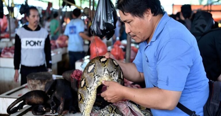 The biggest market of snake meat is organized here, Halal or Jhatka, people get it slaughtered as per their wish.