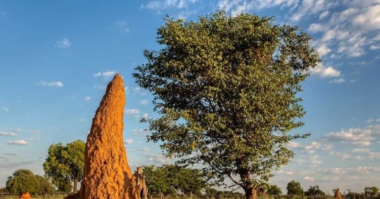 Termites become engineers! Mega city built in the ground, these skyscrapers remain cool even without AC!