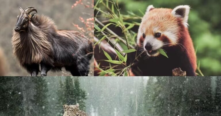 Neither the forests of Africa, nor the Amazon! These 5 strange creatures are found only in the Himalayas of India, have you heard their names?