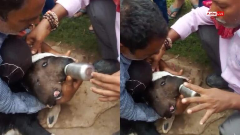 Bihar: Crowd gathered to see the calf with 2 mouths and 4 eyes, people are feeding him milk with faith.