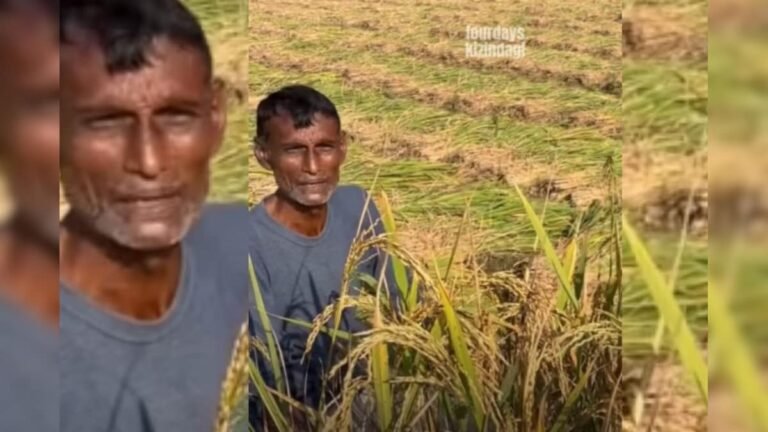 Rising above profit, the farmer chose humanity, left his entire field for the birds!