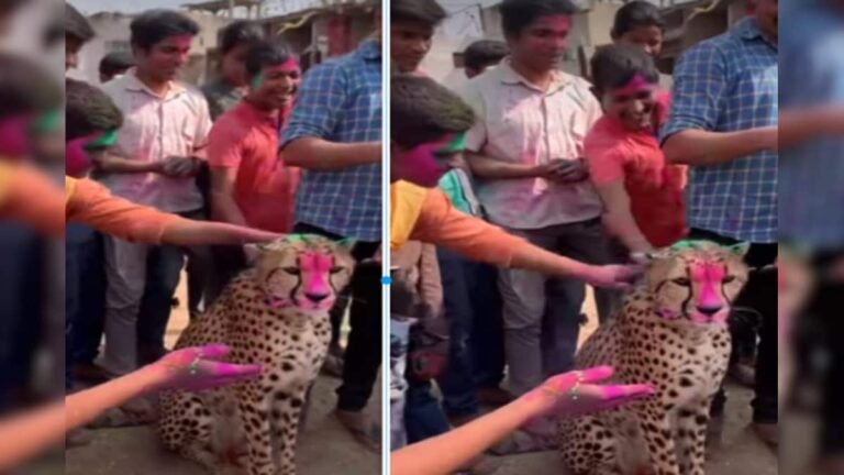 AI did wonders, people were seen playing Holi with cheetah, gulal was rubbed on their cheeks like a cheetah