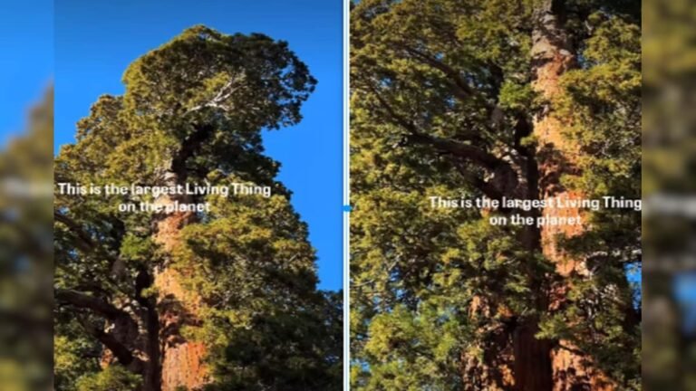 Oh dear me! Such a big tree, cutting one will yield 15 lakh kilos of wood.