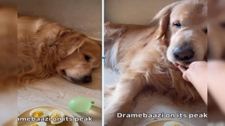 The most dramatic dog in the world, does so much drama while eating that even small children will fail!