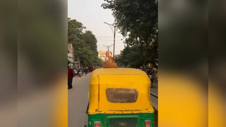 A unique sight was seen in Banaras, a dog sitting on an auto rickshaw traveled the entire city!