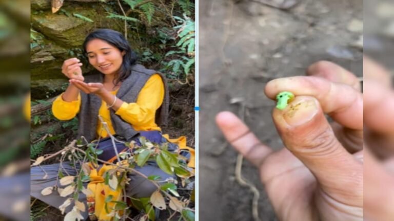 Natural chewing gum grows in the mountains, people chew it out of plants and blow bubbles.