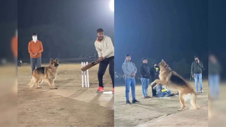 The dog also got cricket fever, was seen keeping the wicket, caught the catch with his mouth!