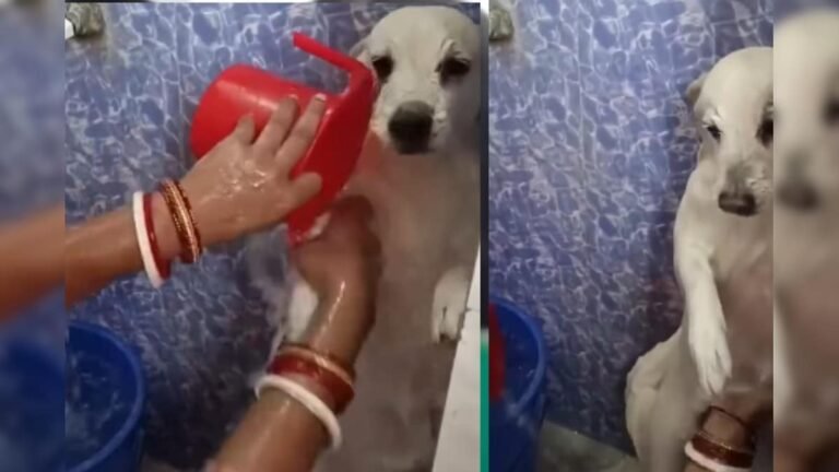 ‘Dogesh Bhai’ forgot his hero style, when mother applied shampoo, the dog stood silently in the foam!