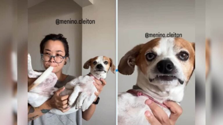 The girl put the question in her mouth, as soon as she pressed it, the dog made such a sound, people went crazy laughing.