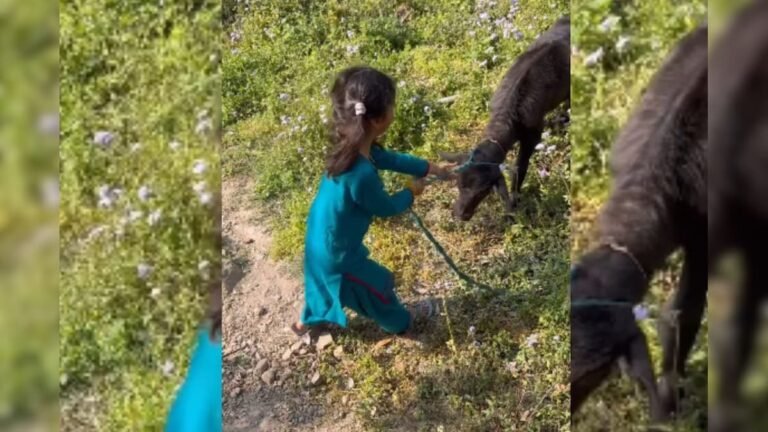 ‘I have also drank your mother’s milk!’ The girl challenged the baby buffalo, won his heart!