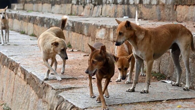Pune: Woman killed by pack of stray dogs in Chakan, attacked under flyover at 2 am