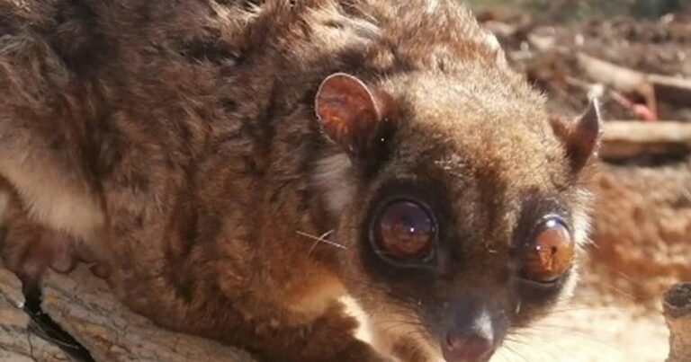 Neither squirrel nor rat: a bag in the stomach and the skill of long jump, a unique creature extinct 6000 years ago found in the neighborhood of India!