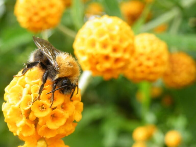 Bees and hummingbirds get trace alcohol from nectar • The Register