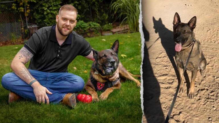 1,600 military working dogs serve alongside troops as America marks 250 years