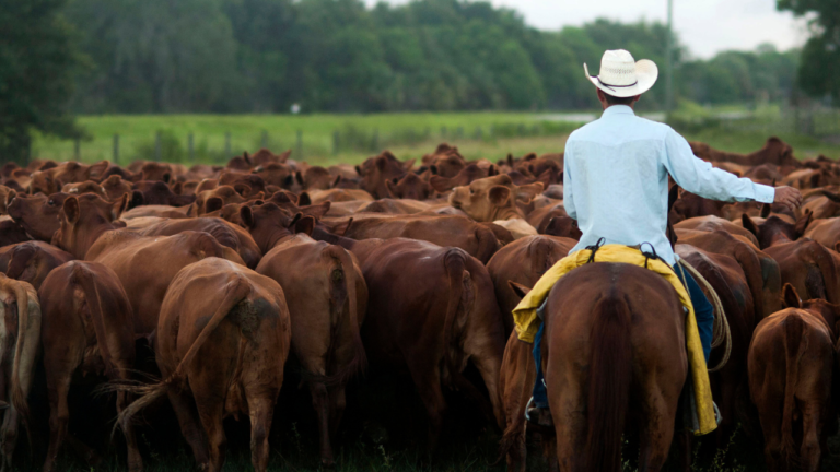 Investors are backing AI tech as rising beef prices squeeze consumers
