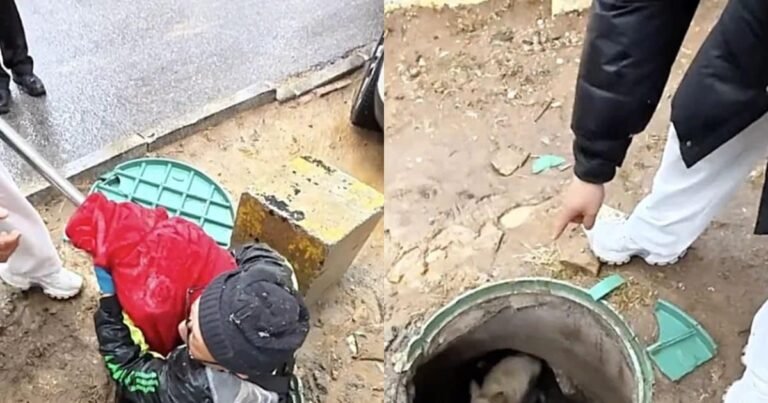 Dog trapped in ‘Patal Lok’ for 3 years, people kept him alive by feeding him, then came out in this condition!