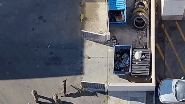 Las Vegas police release drone video of suspect tracked after alleged stabbing