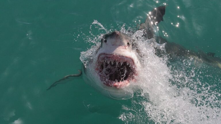 Shark attack deaths double 10-year average in 2025