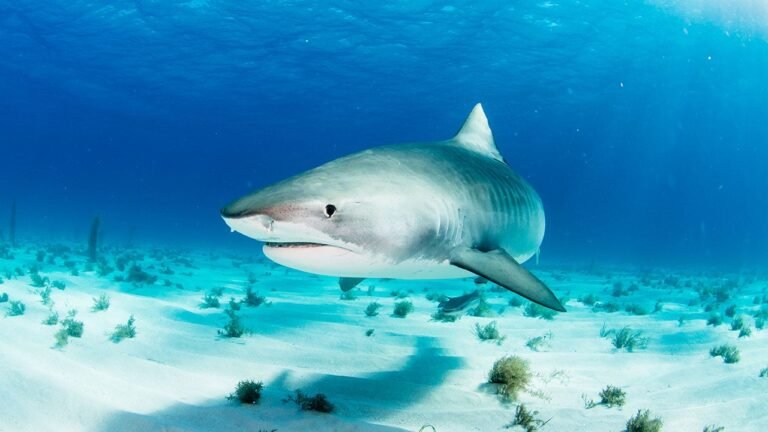Bahamas sharks found with cocaine, caffeine and painkillers in ‘alarming’ new study